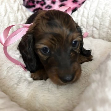 カニンヘンダックスフンド(ロング)【北海道・女の子・2025年2月23日・シェーデッドレッド】の写真「控え目 女子」