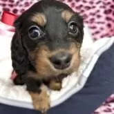 カニンヘンダックスフンド(ロング)【北海道・女の子・2025年2月23日・ブラックアンドタン】の写真1