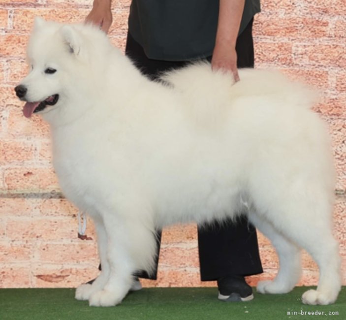 サモエド【・女の子・2021年3月4日・ホワイト】「2023年CH完成」