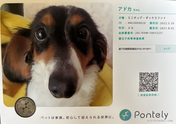 ミニチュアダックスフンド(ロング)【・女の子・2021年8月2日・ブラック&amp;タン パイボールド】「RRA検査証明書」