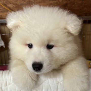 サモエド【北海道・男の子・2023年9月25日・ホワイト】の写真「モッコモコ毛量　癒されボーイ。」