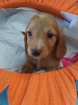 ミニチュアダックスフンド(ロング)【北海道・男の子・2019年8月7日・レッドパイボールド】の写真「少し活発化してきたトモ❗️(笑)」