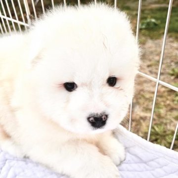 サモエド【北海道・男の子・2023年9月25日・ホワイト】の写真「元気っ子男子」