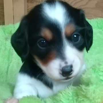 ミニチュアダックスフンド(ロング)【北海道・男の子・2022年6月14日・ブラック&タン  パイボ-ルド】の写真「将来イケ犬予定」