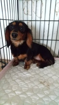 ミニチュアダックスフンド(ロング)【北海道・女の子・2019年8月7日・ブラック&タン】の写真「小さめなM・D 女の子」