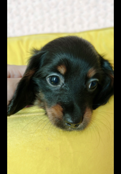 ミニチュアダックスフンド(ロング)【北海道・女の子・2022年8月28日・ブラック&タン】の写真「嬢王ちゃん」