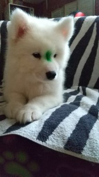 サモエド【北海道・男の子・2020年7月15日・白】の写真「わんぱくっ子‼️」