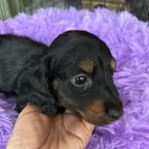 カニンヘンダックスフンド(ロング)【北海道・男の子・2023年12月31日・ブラック&タン】の写真3