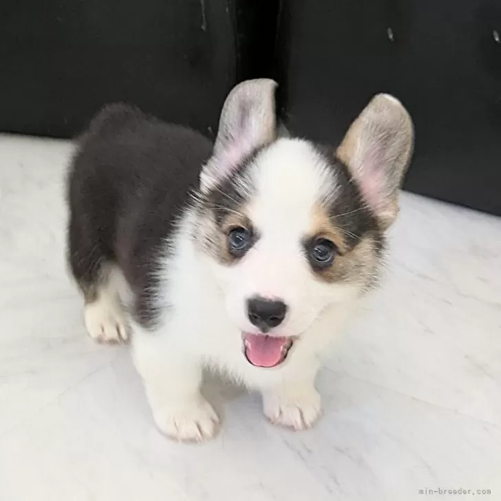 ID:2507-08652の子犬