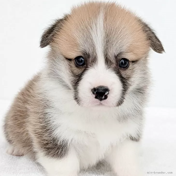ID:2506-04330の子犬