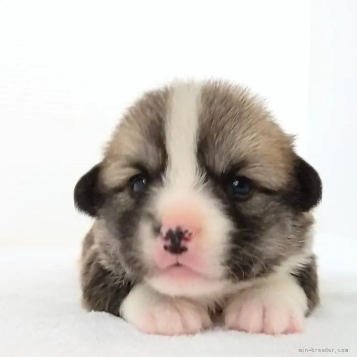 ID:2206-00945の子犬