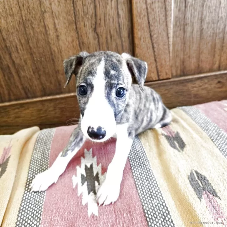 A.J 様のお迎えした子犬