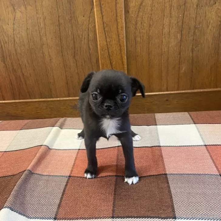かつ 様のお迎えした子犬