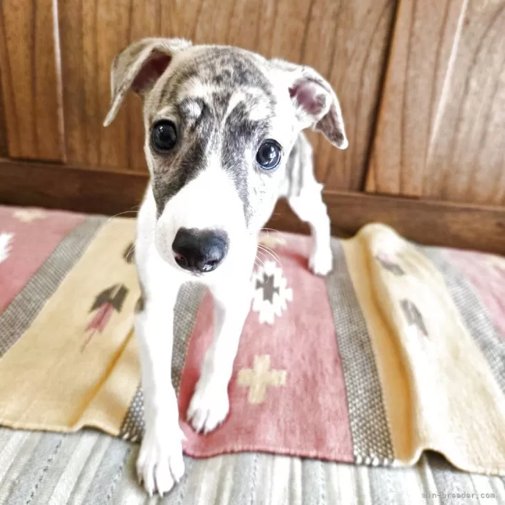 K.N 様のお迎えした子犬