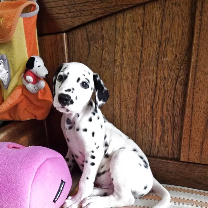 ID:2504-07724の子犬