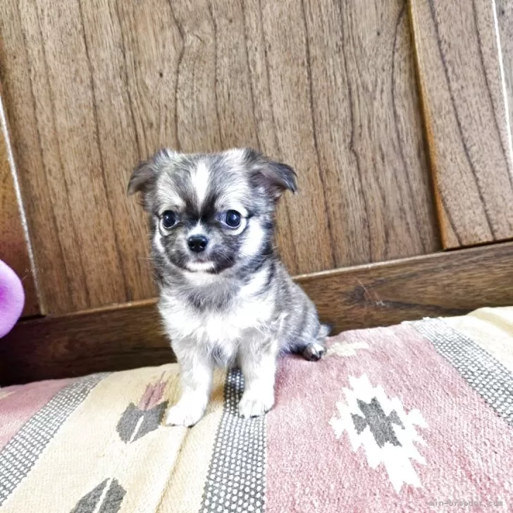 ID：2504-05413の子犬