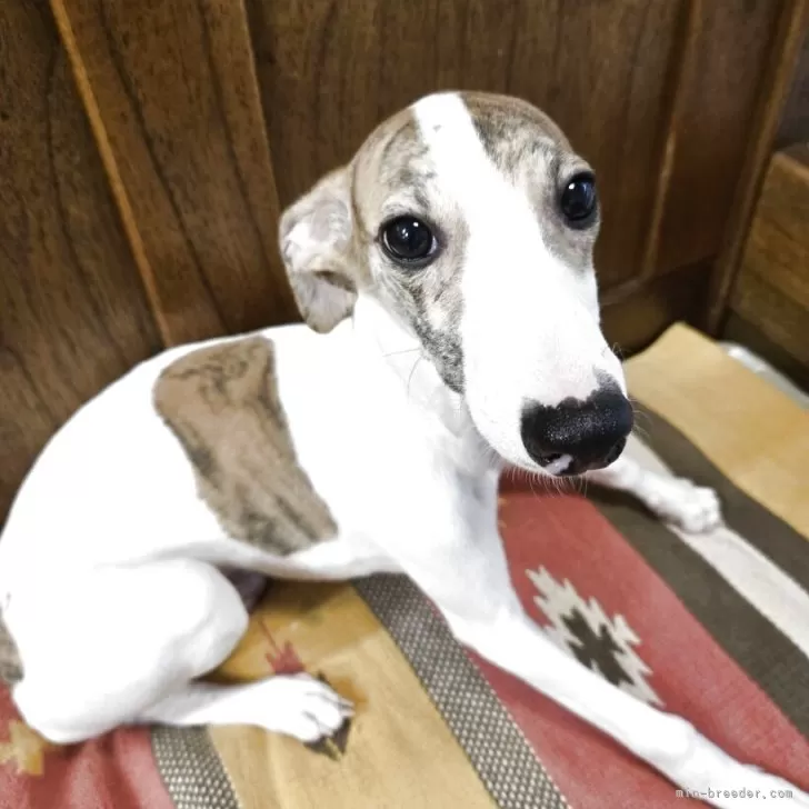 ID：2507-01499の子犬