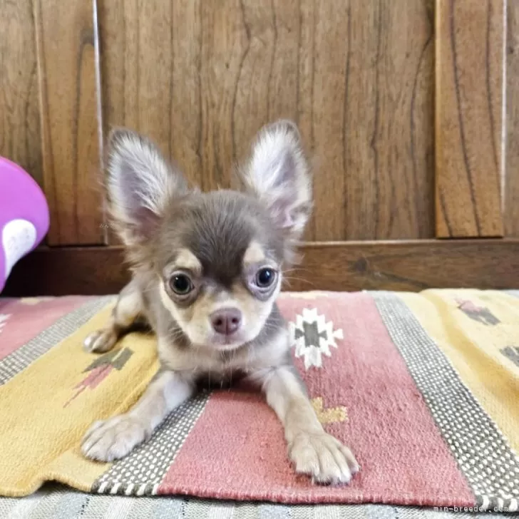 ID:2506-04130の子犬