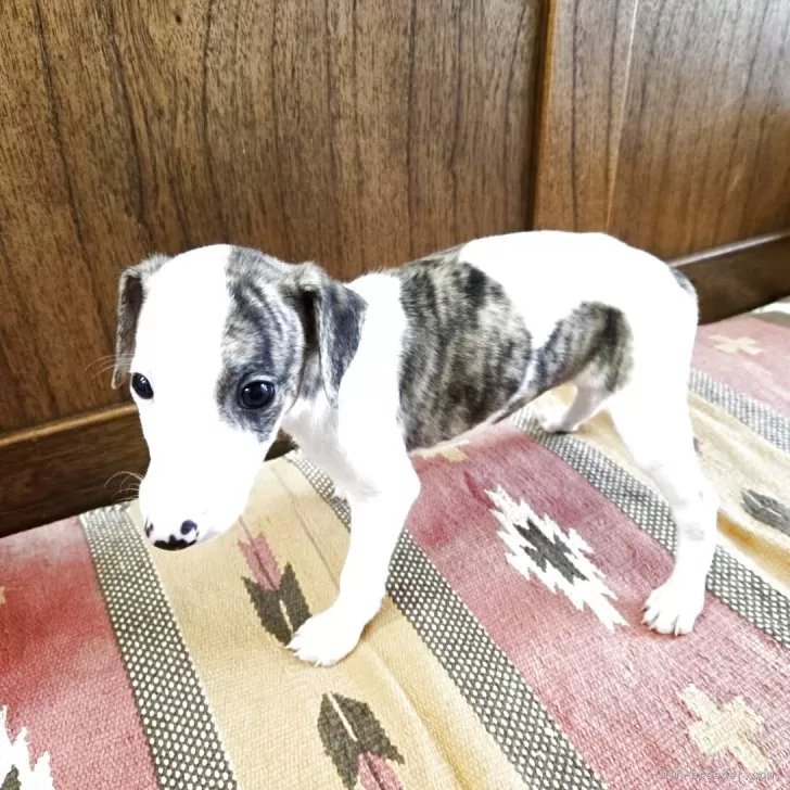 ID：2507-03084の子犬
