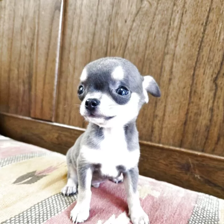 パリオ 様のお迎えした子犬