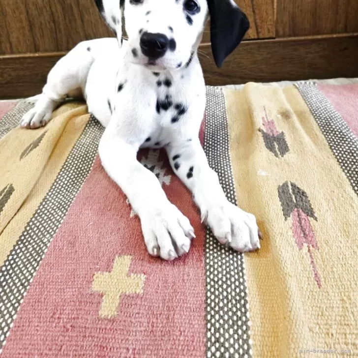 ID：2504-02064の子犬