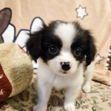 ミックス(狆(チン)×パピヨン)【大阪府・女の子・2025年9月14日・ホワイト&ブラック】の写真「キラキラお目めで見つめちゃう」