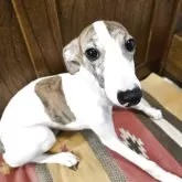 ウィペット【大阪府・男の子・2025年5月26日・ホワイト&ブリンドル】の写真1