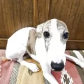 ウィペット【大阪府・男の子・2025年5月26日・ホワイト&ブリンドル】の写真3