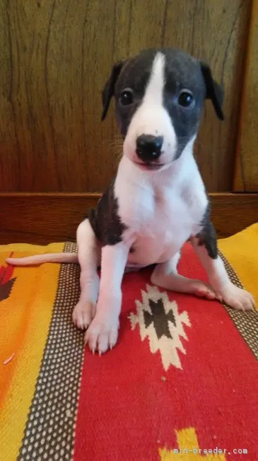 ID：1803-00448の子犬