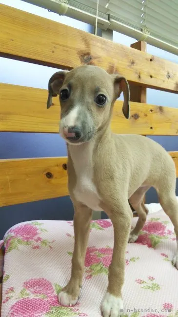 ID：1808-00484の子犬