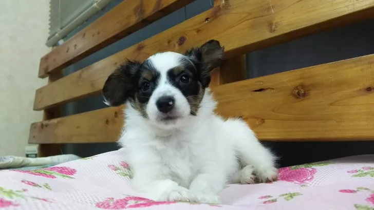 ID:1611-01102の子犬