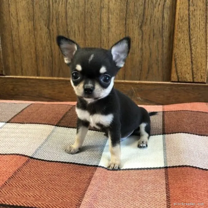 ID:2310-03635の子犬
