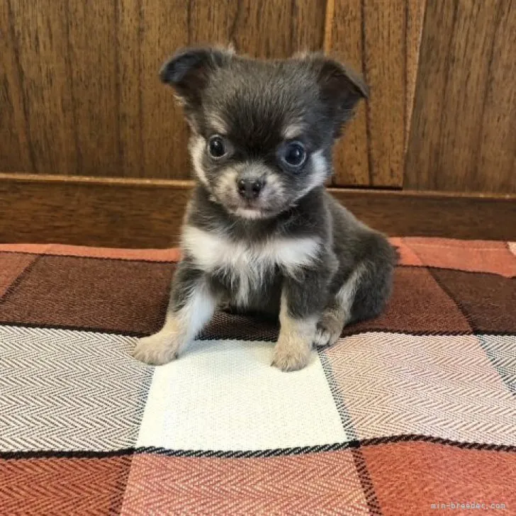 ID：2310-04154の子犬
