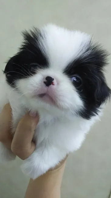 ID:1609-00970の子犬