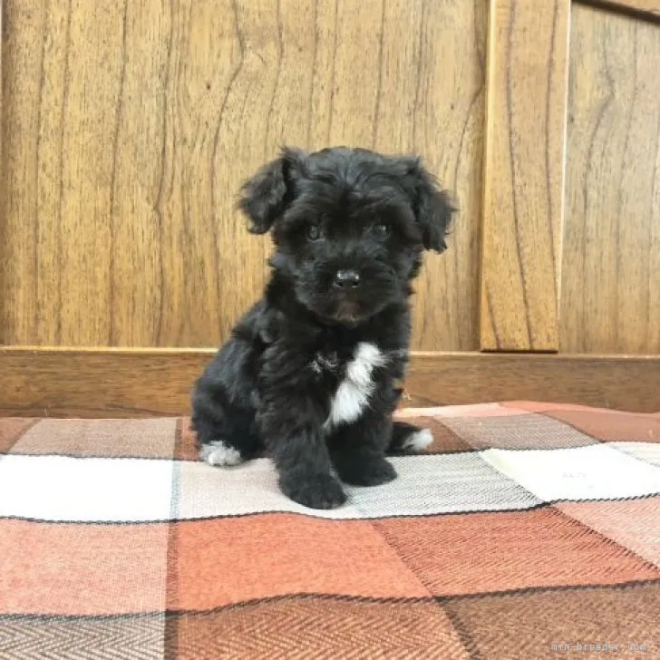ID：2310-06148の子犬