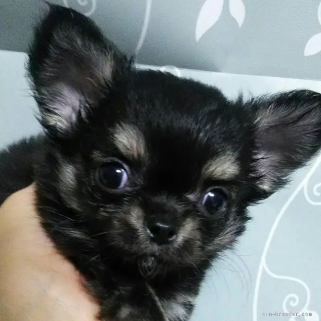 ID：1912-02174の子犬