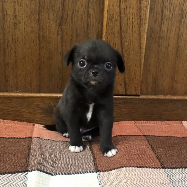 ID：2403-06732の子犬