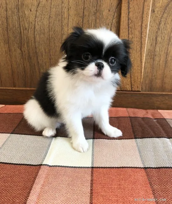 ID：2204-00163の子犬