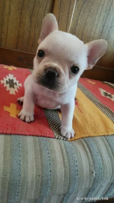 ID：2006-01428の子犬