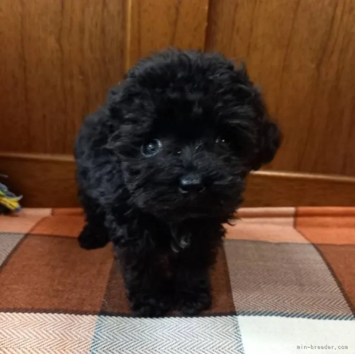 ID：2301-01284の子犬