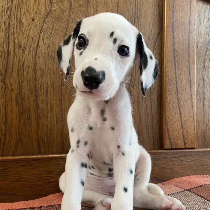 ID：2404-03992の子犬