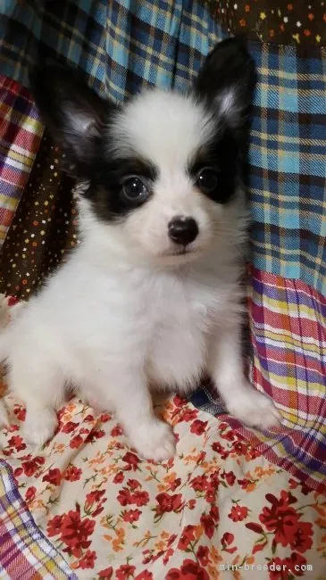 ID:1709-00199の子犬