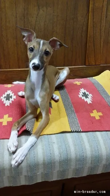 ID：1707-02513の子犬