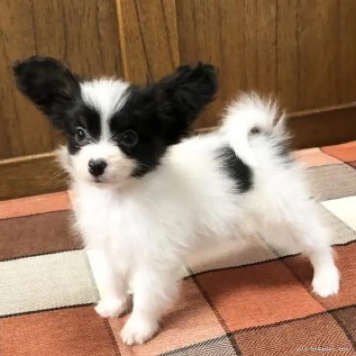 ID：2212-01076の子犬