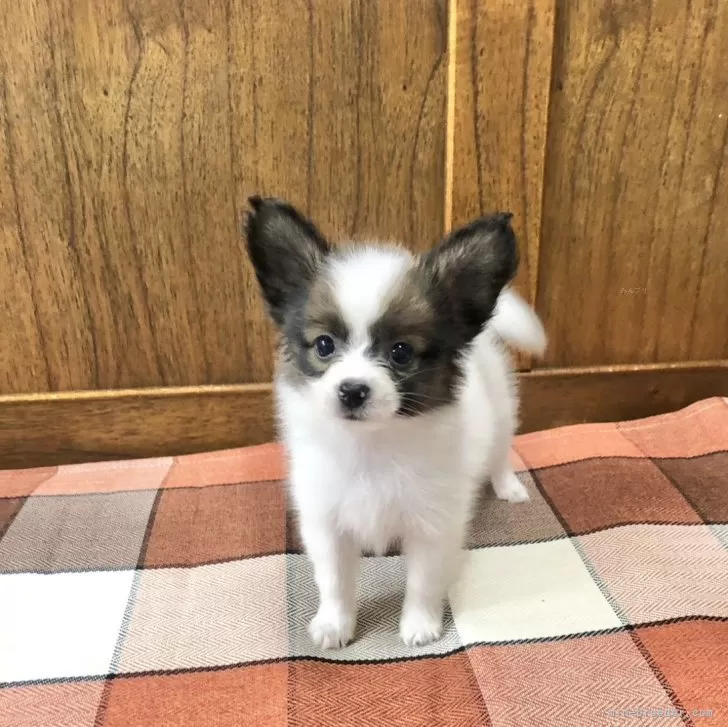 ID：2401-04389の子犬