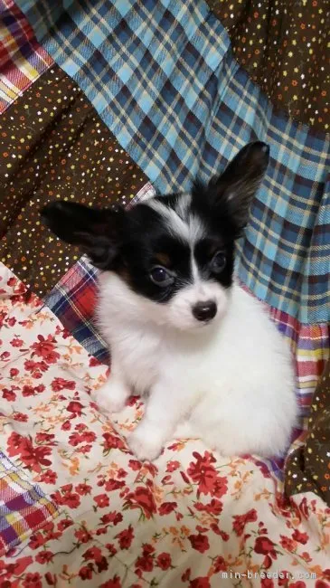 ID：1709-00196の子犬