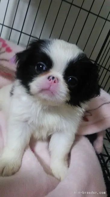 ID：1806-00758の子犬