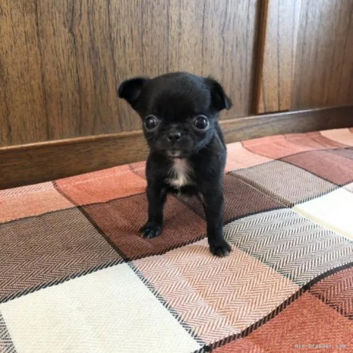 ID：2211-01786の子犬