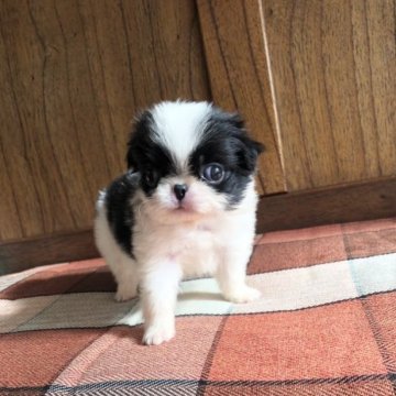 狆(チン)【大阪府・男の子・2023年4月22日・白黒】の写真「僕、短足かな～」