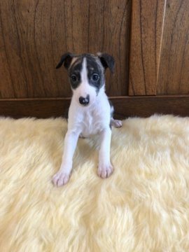 ウィペット【大阪府・女の子・2021年2月21日・ホワイト&ブリンドル】の写真「美少女戦士」